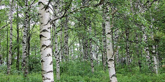Biomass visit to finland june 2018