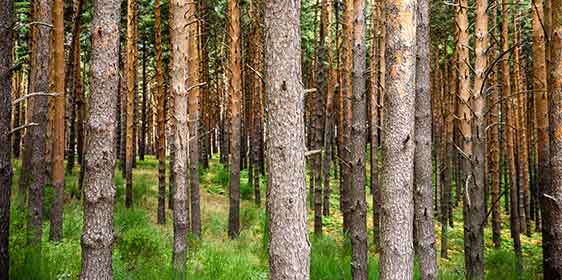 Webinar - Biomass in Spain